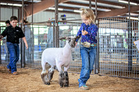 Goats and Sheep