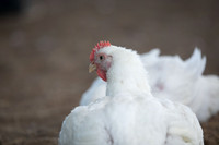 Poultry