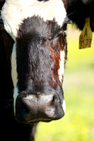 e IMG_6634