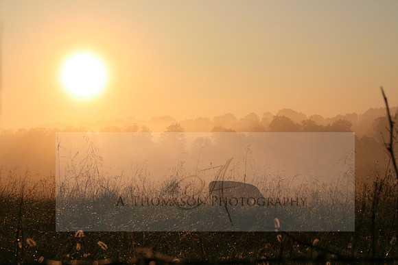pics 003