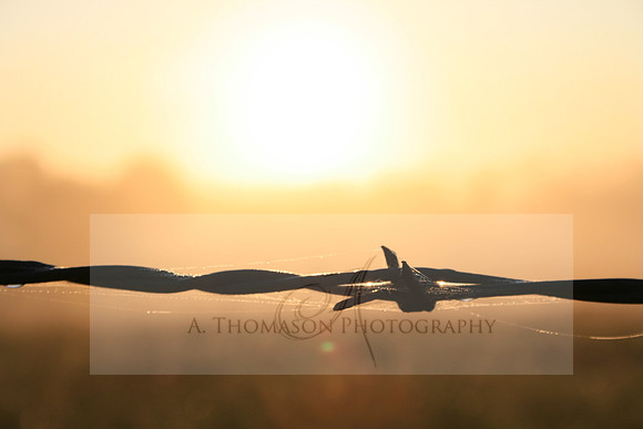 pics 007