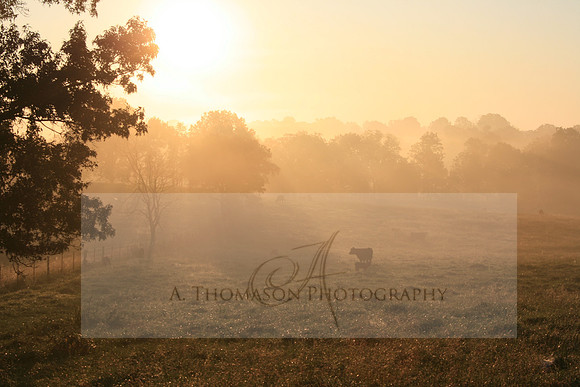 pics 019