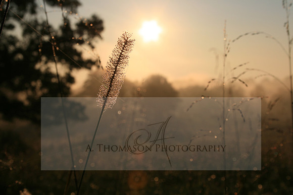 pics 031